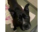 Adopt 19370 a Pit Bull Terrier