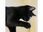 Adopt Bumble a All Black Domestic Shorthair / Mixed cat in Waynesboro