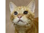 Adopt Holden a Orange or Red Domestic Shorthair / Domestic Shorthair / Mixed cat