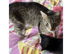 Adopt McMuffin a Domestic Short Hair