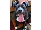 Adopt Princess a Black - with White American Staffordshire Terrier / Mixed dog