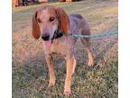 Adopt Hammer a Red/Golden/Orange/Chestnut - with White Coonhound / Mixed dog in