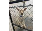 Adopt Buddy a White Carolina Dog / Mixed dog in Andalusia, AL (38946097)