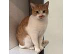 Adopt LaCroix a Orange or Red Domestic Shorthair / Domestic Shorthair / Mixed