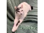 Adopt Phoebe a White Domestic Shorthair / Mixed Breed (Medium) / Mixed (short