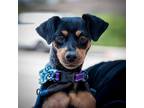 Adopt Betty - Chino Hills Location a Black Miniature Pinscher / Mixed dog in