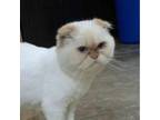 Adopt Sesame Kuwait (bonded with PaoPao Kuwait) a Scottish Fold, Persian