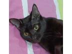 Adopt PaoPao Kuwait (bonded with Sesame Kuwait) a Domestic Short Hair