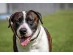 Adopt Dorian a Brindle Mixed Breed (Large) / Mixed dog in West Chester