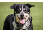 Adopt McCollum a Black Mixed Breed (Large) / Mixed dog in West Chester