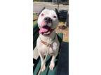 Adopt 2404-1037 Mama Cita a Pit Bull Terrier