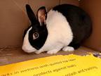 Adopt CLOVER a Black Dutch / American / Mixed rabbit in Frederick, MD (38934920)