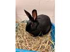 Adopt DELILAH a Black Dutch / American / Mixed rabbit in Frederick
