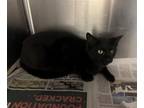 Adopt 2403-0907 Opera a Domestic Short Hair