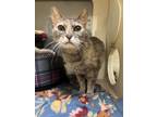 Adopt 2404-1048 Bistro a Domestic Short Hair