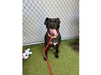 Adopt Lottie a Black American Pit Bull Terrier / Mixed dog in Fishers