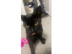 Adopt Raven a Black (Mostly) Domestic Shorthair (short coat) cat in Charlotte