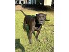 Adopt Dutch a American Staffordshire Terrier / Mixed dog in Mobile