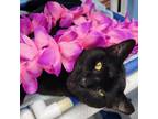 Adopt Shy-Guy a All Black Domestic Shorthair / Domestic Shorthair / Mixed cat in