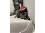Adopt Daphne a All Black Domestic Shorthair / Domestic Shorthair / Mixed cat in