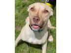 Adopt Jake (Flounder) a Tan/Yellow/Fawn Black Mouth Cur / Mixed dog in Port St