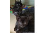 Adopt Polar a All Black Domestic Shorthair / Domestic Shorthair / Mixed cat in