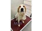 Adopt Madi 122777 a White Shepherd (Unknown Type) dog in Joplin, MO (38821212)