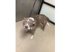 Adopt Beverly a Tan/Yellow/Fawn American Pit Bull Terrier / Mixed dog in Fort