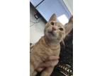 Adopt Felix a Orange or Red Tabby Tabby / Mixed (short coat) cat in Dallas