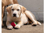 Adopt Starburst a Tan/Yellow/Fawn Shar Pei / Mixed dog in Toccoa, GA (38904994)