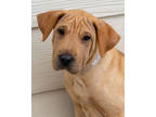 Adopt Jolly Rancher a Tan/Yellow/Fawn Shar Pei / Mixed dog in Toccoa