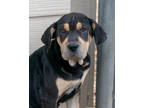 Adopt Skittles a Black Shar Pei / Mixed dog in Toccoa, GA (38904992)