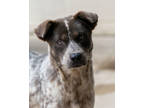 Adopt Isaac a Gray/Blue/Silver/Salt & Pepper Australian Shepherd / Mixed dog in