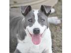 Adopt Kodi a Gray/Blue/Silver/Salt & Pepper Rat Terrier / Terrier (Unknown Type