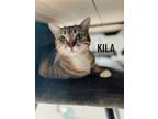 Adopt Kila a Brown or Chocolate Tabby / Mixed (short coat) cat in Roscoe