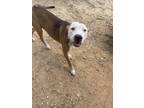 Adopt Avery a White Mixed Breed (Large) / Mixed dog in Abbeville, SC (37706588)