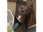 Adopt BUBBA FETT a Brindle Staffordshire Bull Terrier / Mixed dog in Surprise