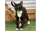 Adopt Milo a All Black Domestic Shorthair / Mixed cat in San Pablo