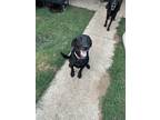 Adopt Gunner a Black Labrador Retriever / Mixed dog in Shreveport, LA (38945993)