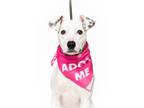 Adopt Belle a Dalmatian / American Pit Bull Terrier / Mixed dog in Madison