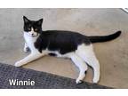 Adopt Winnie a Domestic Shorthair / Mixed (short coat) cat in Defiance
