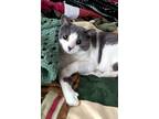 Adopt Chichi a Gray or Blue (Mostly) American Shorthair / Mixed (short coat) cat