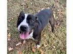 Adopt Sweets a American Pit Bull Terrier / Mixed dog in Little Rock