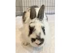 Adopt Breyer a White English Spot / Mixed (medium coat) rabbit in East Peoria