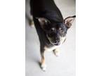 Adopt Peanut a Black Miniature Pinscher / Mixed dog in Ottumwa, IA (35108725)