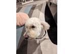 Adopt Rocky a White Bichon Frise / Mixed dog in Pennsauken, NJ (38945746)