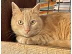 Adopt Roscoe a Tan or Fawn Tabby Domestic Mediumhair / Mixed (short coat) cat in