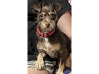 Adopt Cookie a Brown/Chocolate - with Tan Terrier (Unknown Type