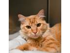Adopt Link a Orange or Red Domestic Mediumhair / Mixed cat in Milton