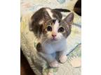 Adopt Birch a Domestic Shorthair cat in Honolulu, HI (38714384)